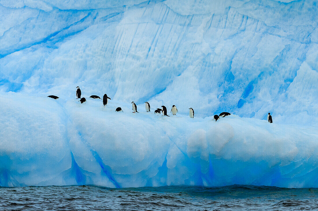 Chinstrap (Pygoscelis antarcticus) and Adelie (Pygoscelis adeliae) penguins on blue iceberg, Antarctic Sound, Antarctica