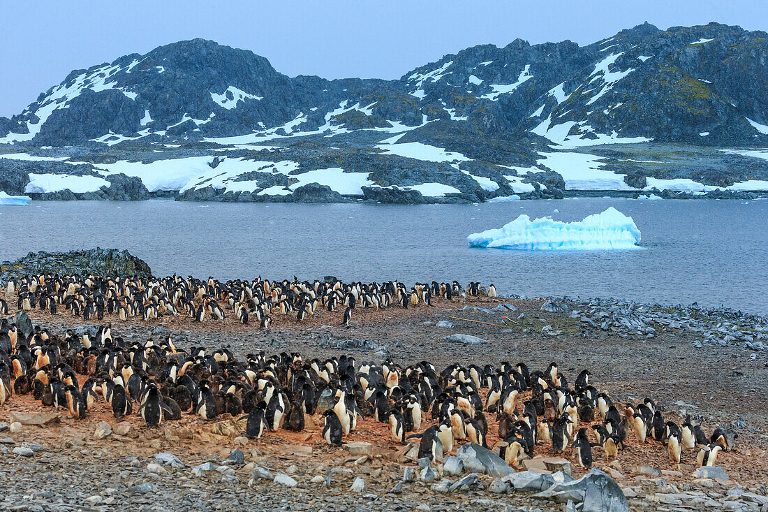 Adelie (Pygoscelis adeliae) penguins on Torguson Island, near Palmer Station, Antarctica