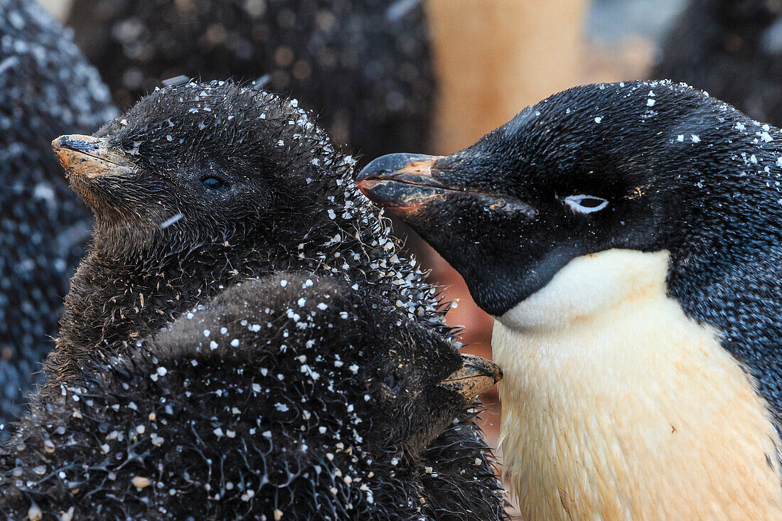 Schneeflocken und Adelie (Pygoscelis Adeliae) Pinguine mit Küken auf Torguson Island, in der Nähe von Palmer Station, Antarktis