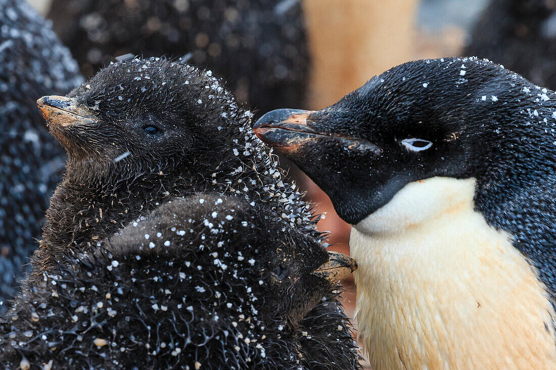 Snowflakes and Adelie (Pygoscelis adeliae) penguins with chicks on Torguson Island, near Palmer Station, Antarctica