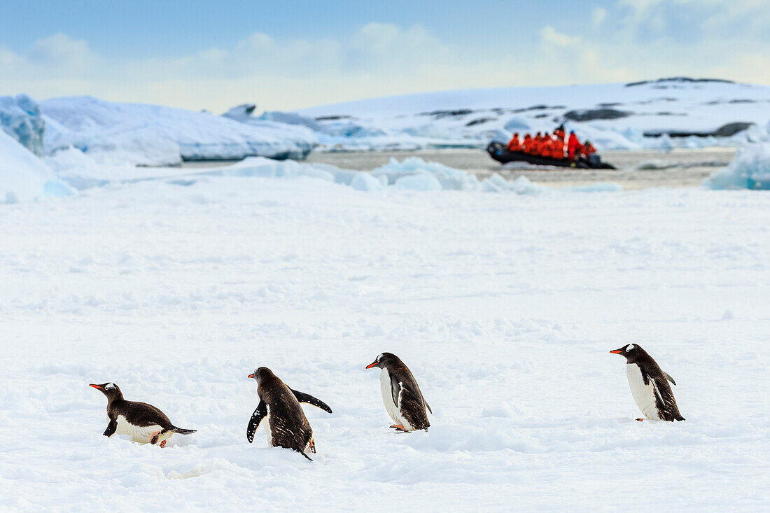Zodiac with tourists passes Gentoo Penguins (Pygoscelis papua) on pack ice in Lemaire Channel, Antarctica