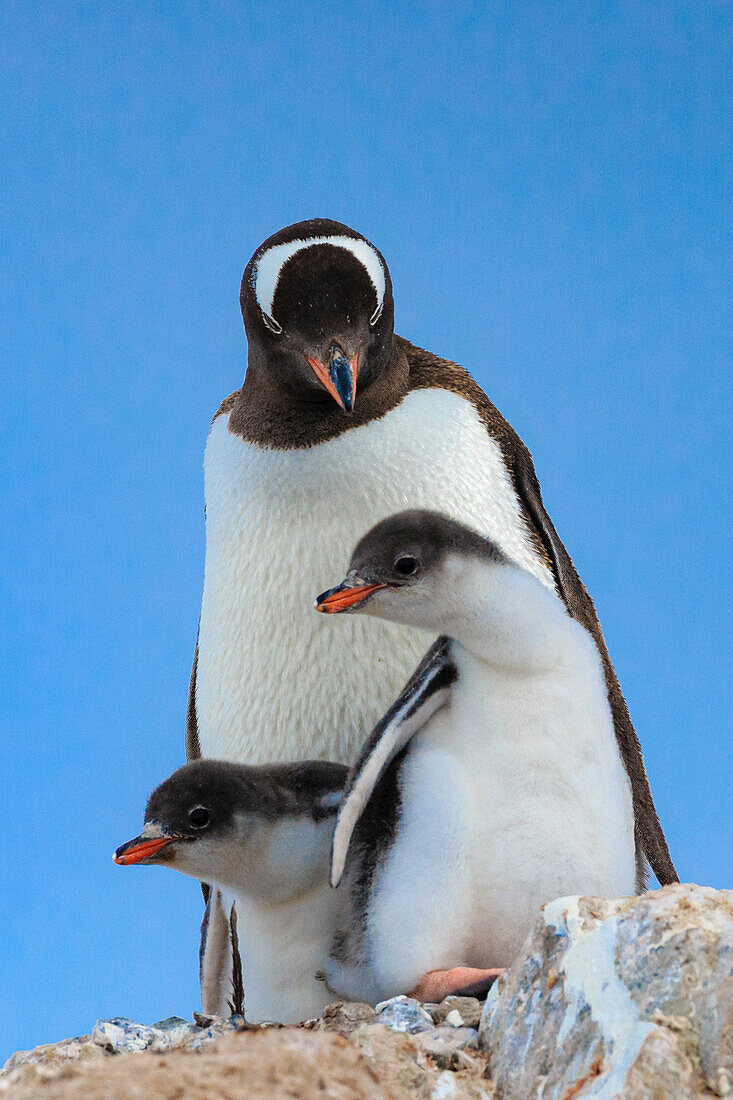 Gentoo Penguins (Pygoscelis papua) mother and chick at Neko Harbor on the Antarctic Peninsula, Antarctica