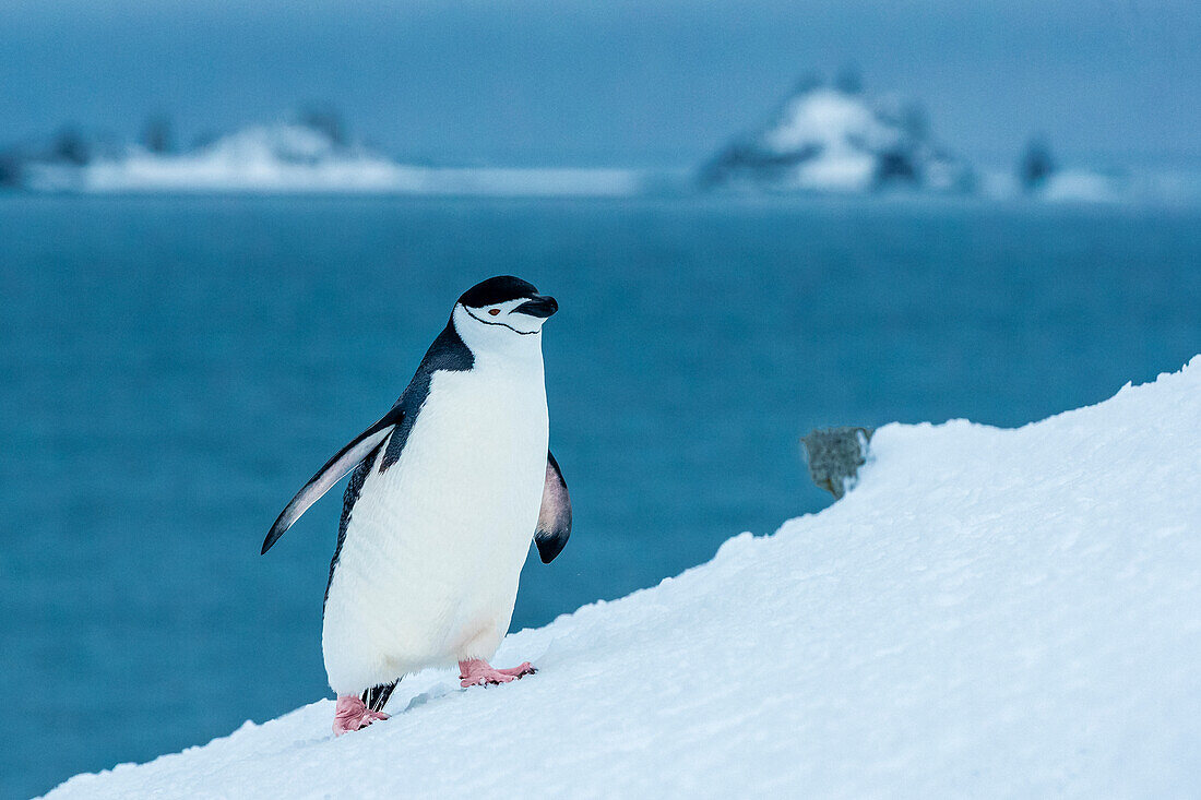 Chinstrap Penguins (Pygoscelis antarcticus) walking on fresh snow at Half Moon Island, South Shetland Islands, Antarctica