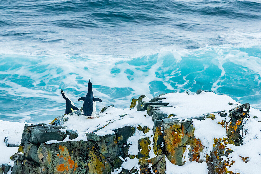 Chinstrap Penguins (Pygoscelis antarcticus) nesting on rock outcrop at Half Moon Island, South Shetland Islands, Antarctica