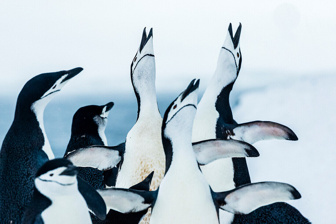 Zügelpinguine (Pygoscelis antarcticus) zeigen Balzverhalten auf Half Moon Island, South Shetland Islands, Antarktis