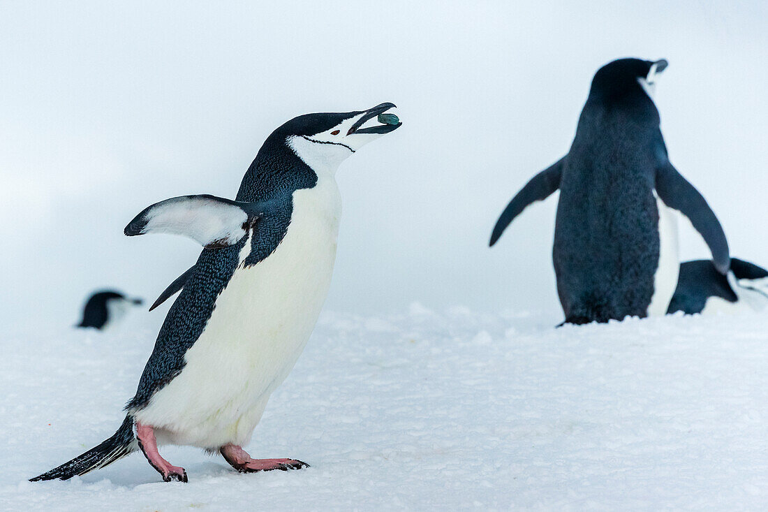 Zügelpinguine (Pygoscelis antarcticus) zeigen Balzverhalten auf Half Moon Island, South Shetland Islands, Antarktis