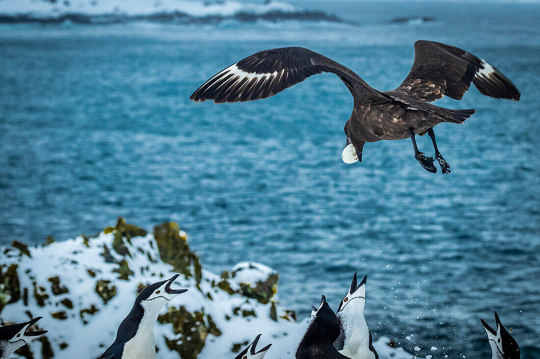 Brown Skua (Stercorarius antarcticus) stiehlt Zügelpinguin (Pygoscelis antarcticus) Ei auf Half Moon Island, South Shetland Islands, Antarktis