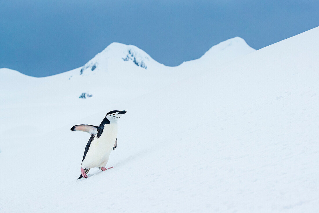 Chinstrap Penguins (Pygoscelis antarcticus) walking on fresh snow at Half Moon Island, South Shetland Islands, Antarctica