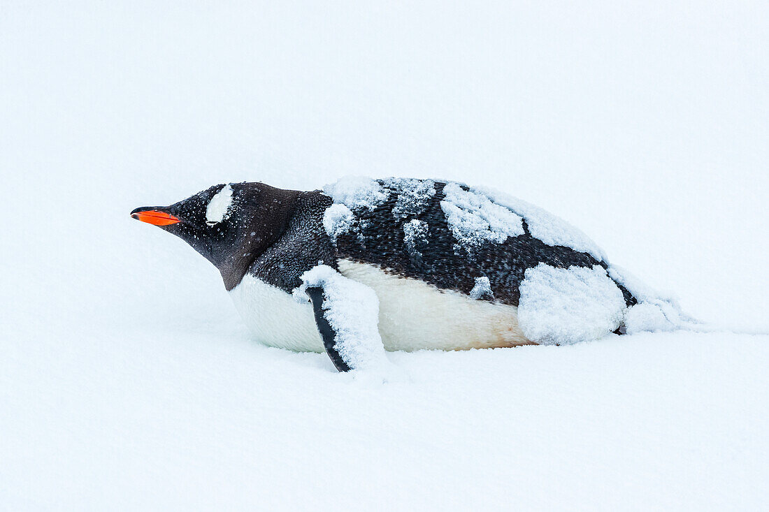 Gentoo Penguin (Pygoscelis papua)covered by fresh snow at Yankee Harbor, South Shetland Islands, Antarctica