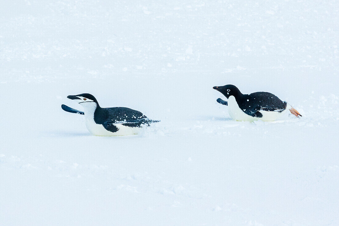 Adelie-Pinguin (Pygoscelis adeliae) jagt Zügelpinguin (Pygoscelis antarcticus) auf Half Moon Island, South Shetland Islands, Antarktis