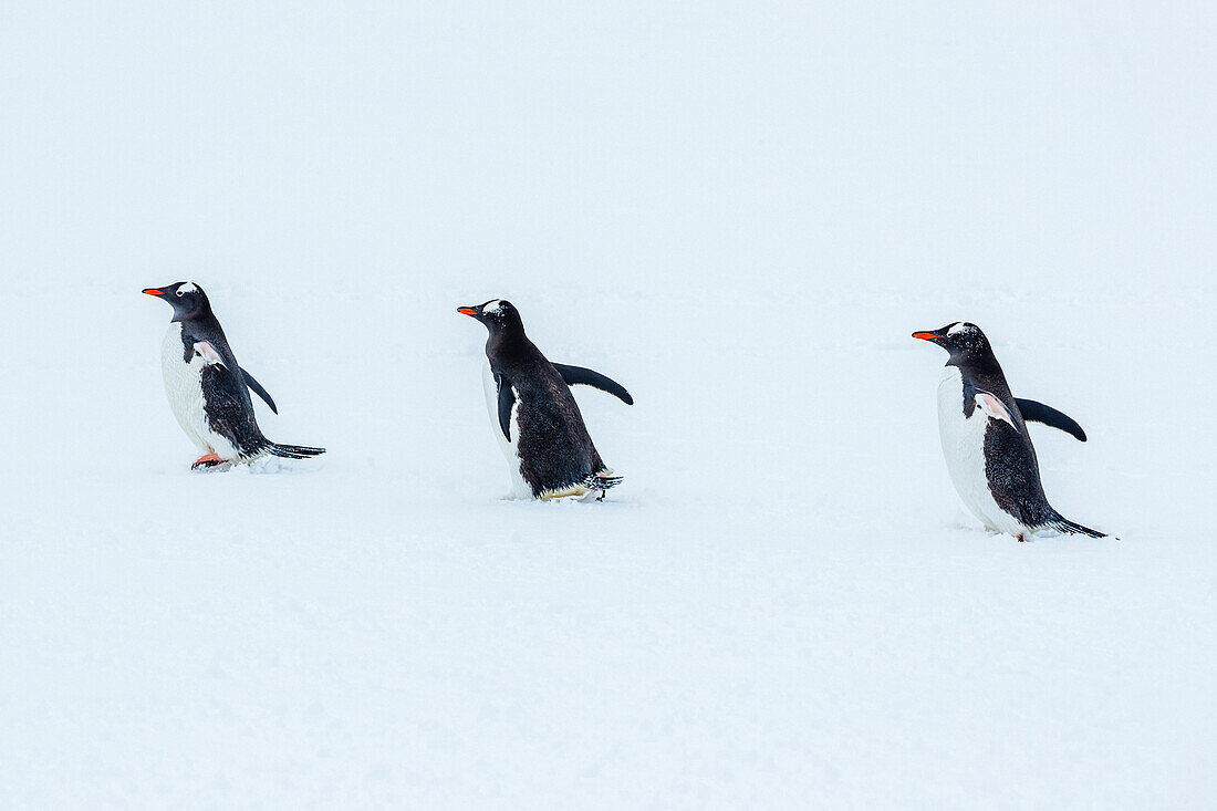 Eselspinguine (Pygoscelis papua) laufen auf Neuschnee am Yankee Harbor, South Shetland Islands, Antarktis