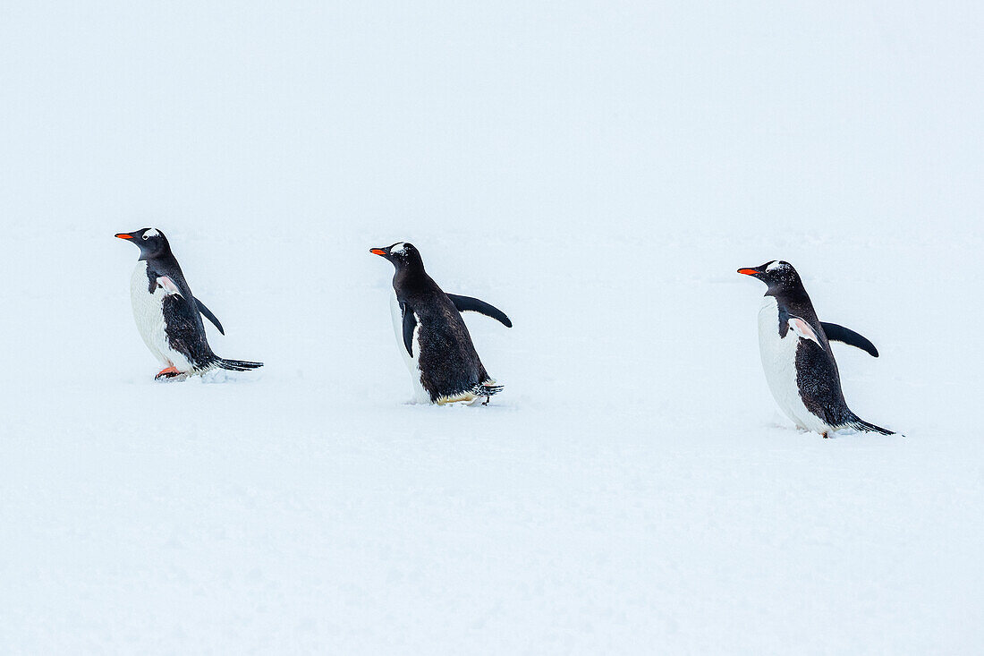 Gentoo Penguins (Pygoscelis papua) walking on fresh snow at Yankee Harbor, South Shetland Islands, Antarctica