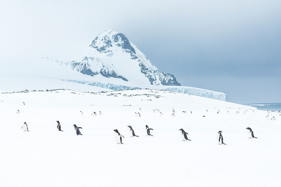 Eselspinguine (Pygoscelis papua) laufen auf Neuschnee am Yankee Harbor, South Shetland Islands, Antarktis