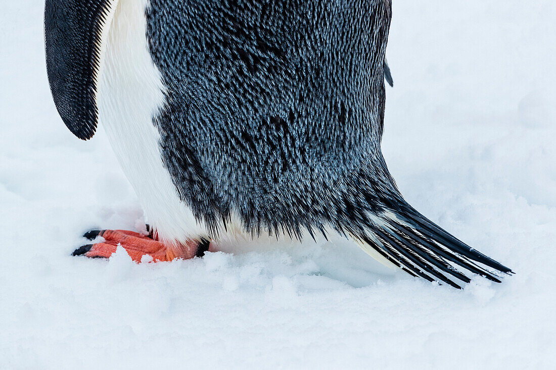 Eselspinguin (Pygoscelis papua) mit Schwanzteil am Yankee Harbor, South Shetland Islands, Antarktis