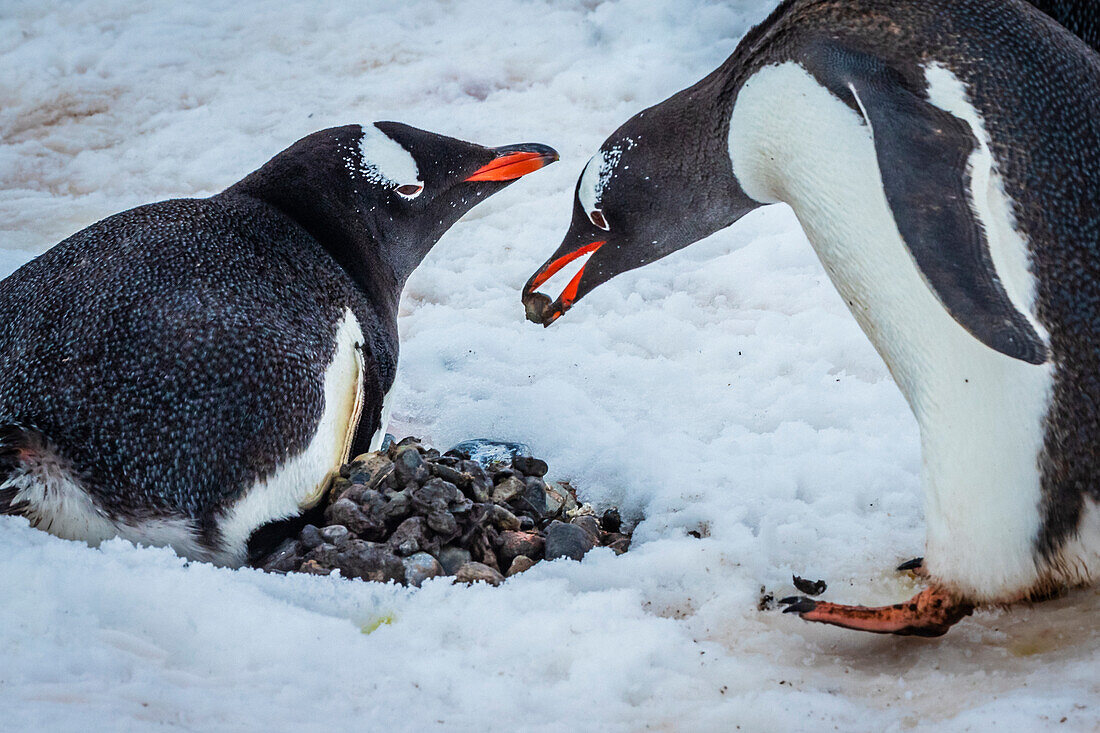 Eselspinguine (Pygoscelis papua) mit Kieselsteinen in Balz, Yankee Harbor, South Shetland Islands, Antarktis