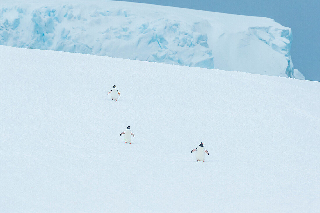 Gentoo Penguins (Pygoscelis papua) walking on fresh snow at Yankee Harbor, South Shetland Islands, Antarctica