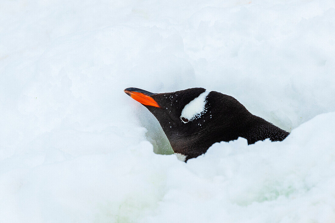 Nesting Gentoo Penguin (Pygoscelis papua) begraben durch frischen Schnee im Hafen von Yankee, South Shetland Islands, Antarktis