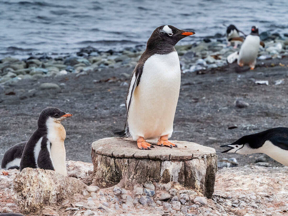 Eselspinguin (Pygoscelis papua), stehend auf Walknochenwirbel, Südshetland, Antarktis