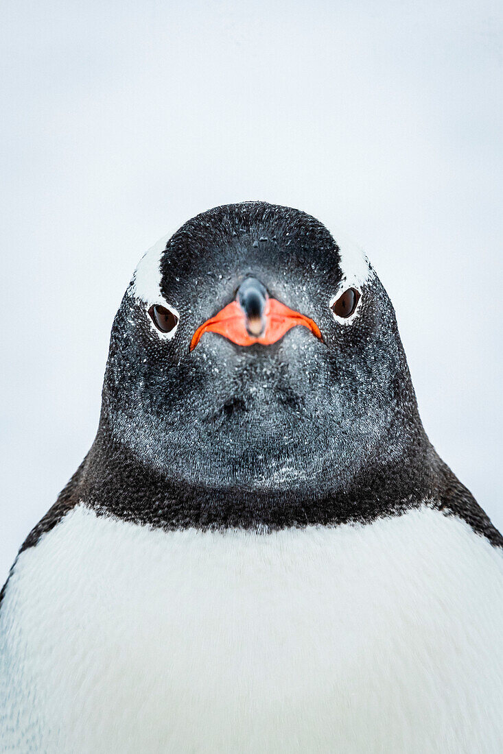 Eselspinguin (Pygoscelis Papua) Porträt im Hafen von Yankee, South Shetland Islands, Antarktis