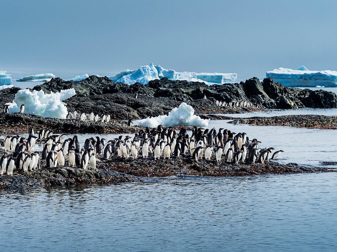 Adelie penguins, Pygoscelis adeliae, Glacier ice, Icebergs, Brown Bluff, Antarctic Peninsula, Antarctica