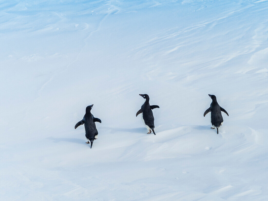 Adelie penguins (Pygoscelis adeliae) walking on pack ice, Weddell Sea, Antarctica