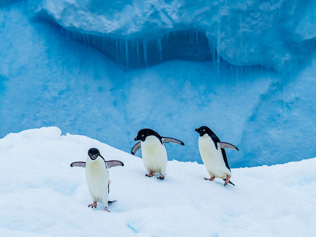 Adelie penguins (Pygoscelis adeliae) on blue iceberg, Danger Islands, Antarctica