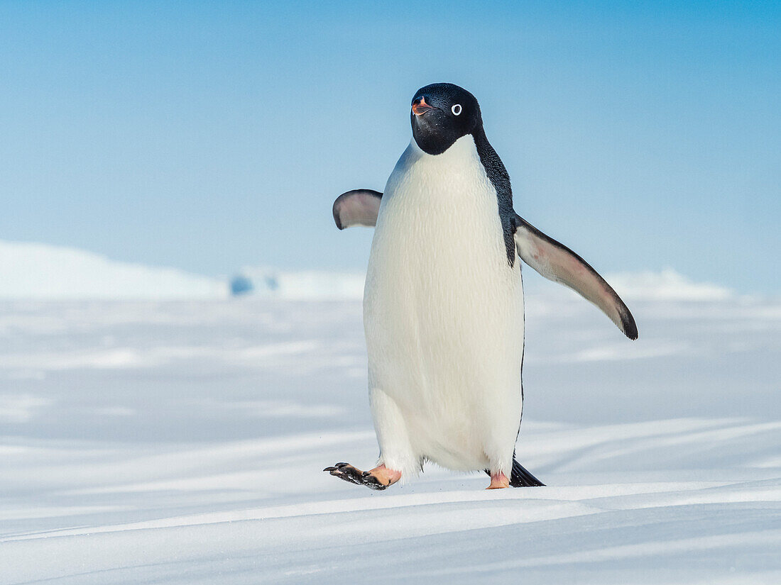 Adelie penguin (Pygoscelis adeliae) walking on pack ice, Weddell Sea, Antarctica