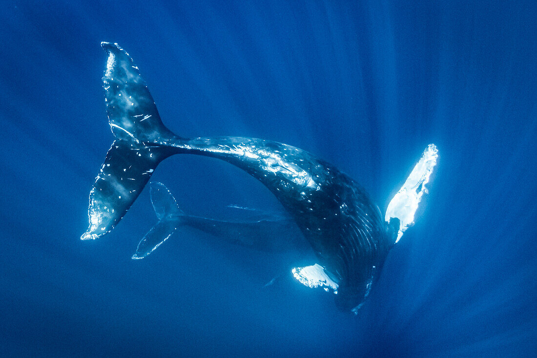 Underwater Photo, Swimming Humpback Whale (Megaptera novaeangliae) makes a close approach, Maui, Hawaii