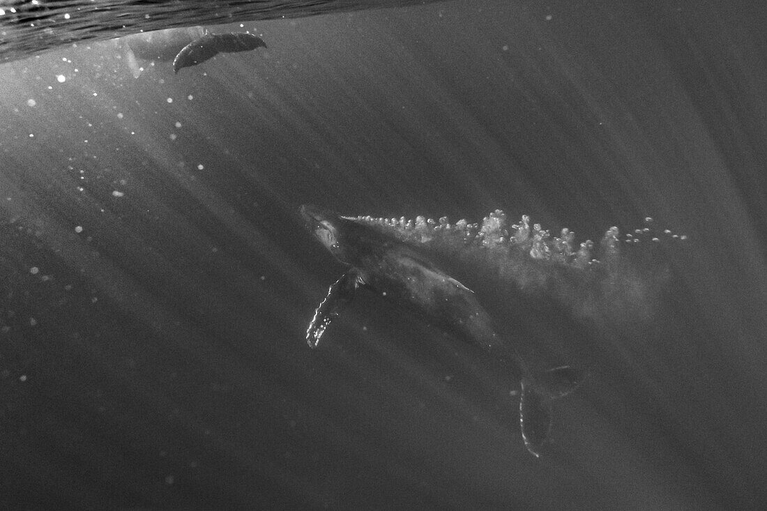 Unterwasserfoto, Buckelwal (Megaptera novaeangliae), der aus der Tiefe aufsteigt und Luftblasen bläst, Maui, Hawaii