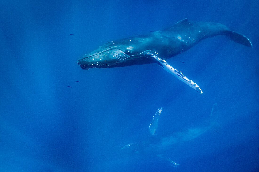 Unterwasserfoto, Buckelwale (Megaptera novaeangliae) schwimmen tropisches blaues tropisches Wasser, Maui, Hawaii