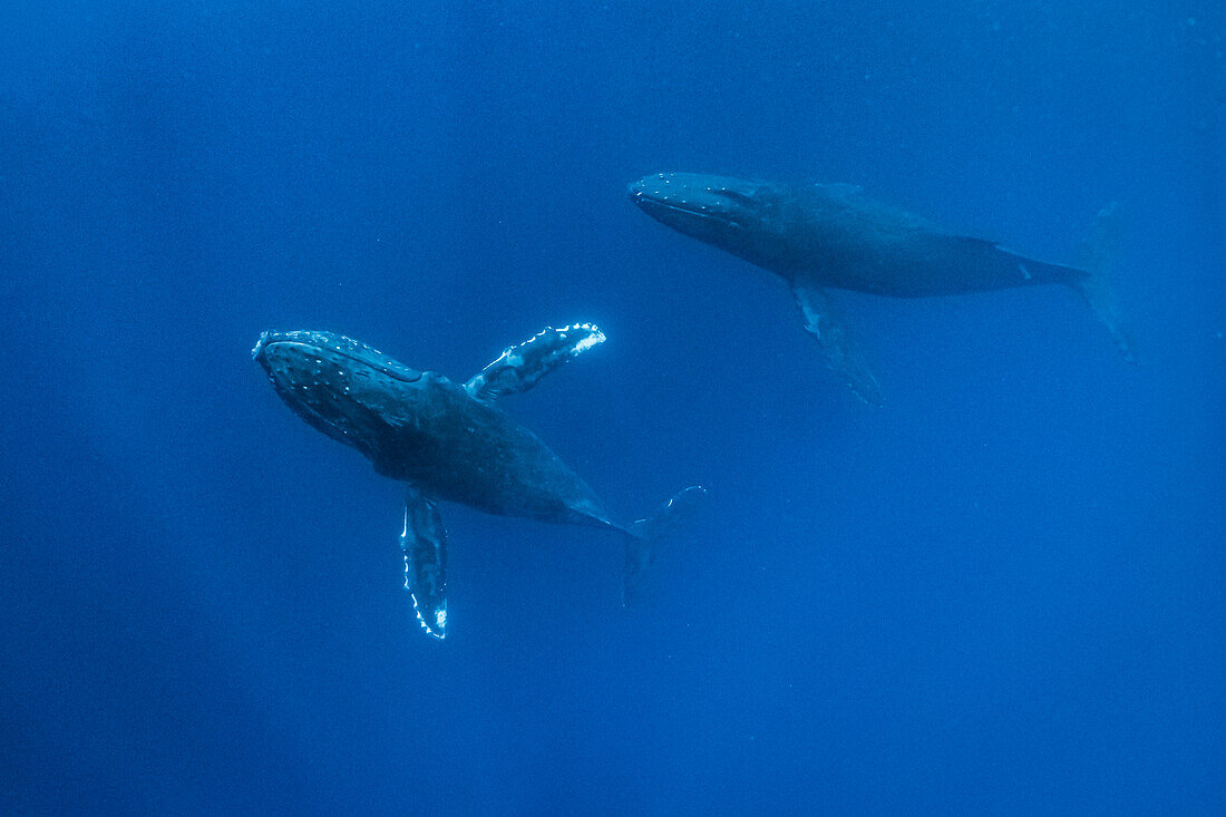 Unterwasserfoto, aus den Tiefen aufsteigend Buckelwale (Megaptera novaeangliae) schwimmen durch tropisches blaues Wasser, Maui, Hawaii