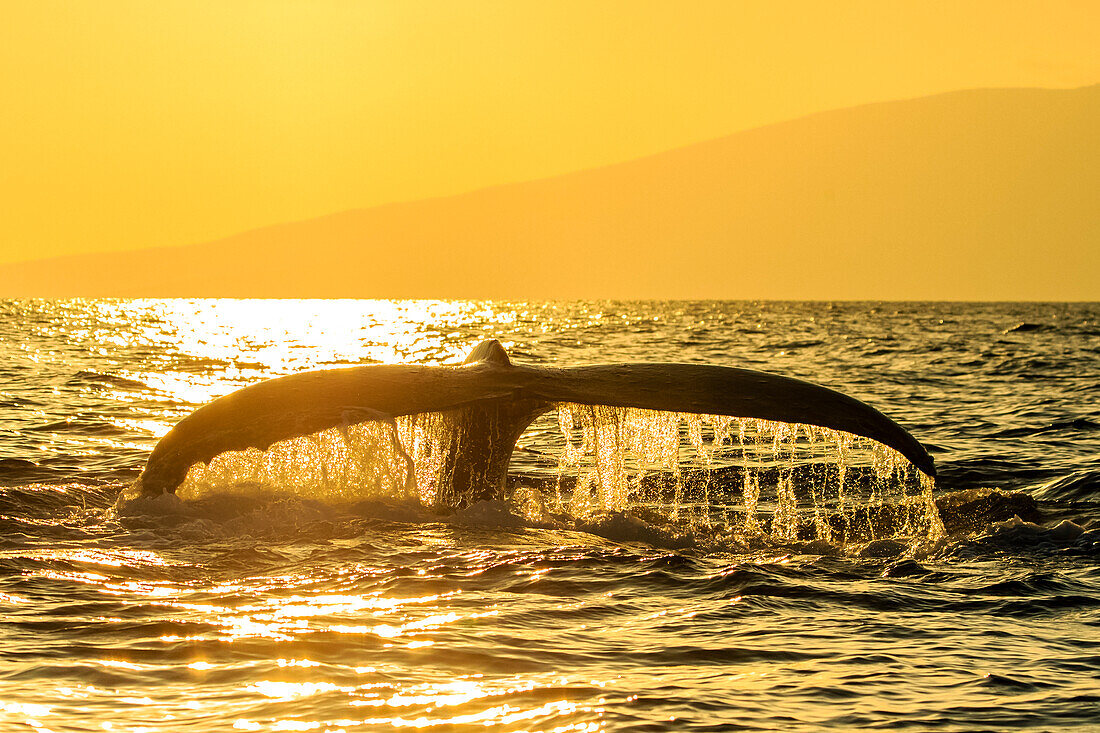 Whale Tale, Buckelwal (Megaptera novaeangliae) hebt seine Fluke bei Sonnenuntergang, Maui, Hawaii