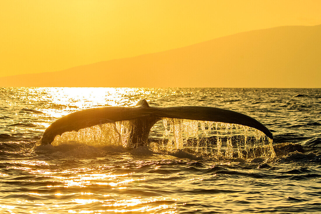 Whale tale, Humpback Whale (Megaptera novaeangliae) lifts its fluke at sunset, Maui, Hawaii