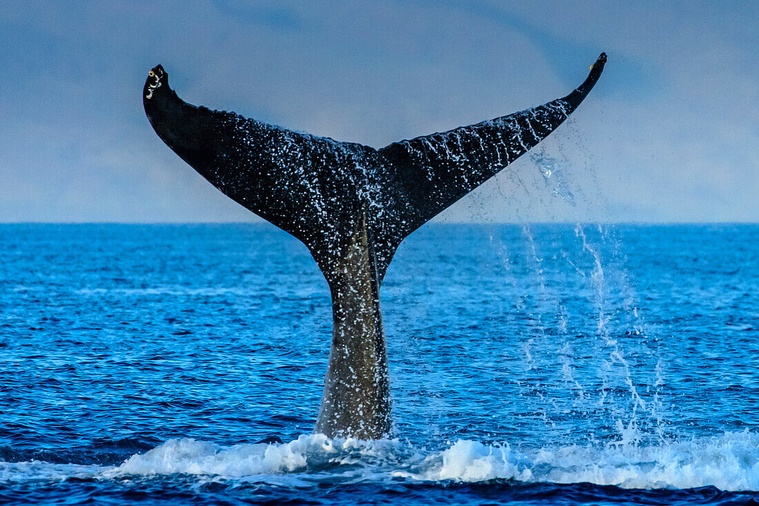 Whale tale, Humpback Whale (Megaptera novaeangliae) lifts its fluke, Maui, Hawaii