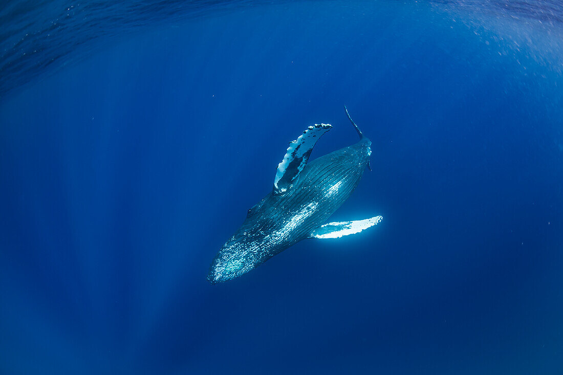 Unterwasserfoto, aus der Tiefe aufsteigend, Buckelwal (Megaptera novaeangliae), Maui, Hawaii