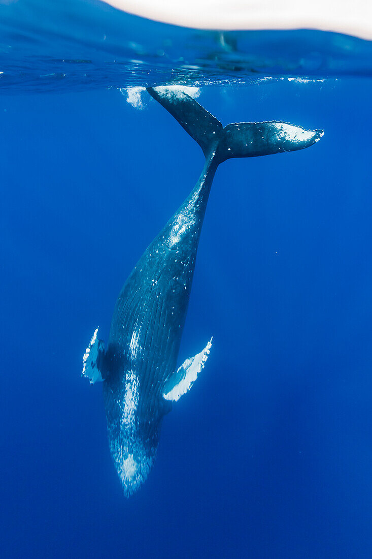 Unterwasserfoto, Buckelwal (Megaptera novaeangliae) taucht tief, Maui, Hawaii