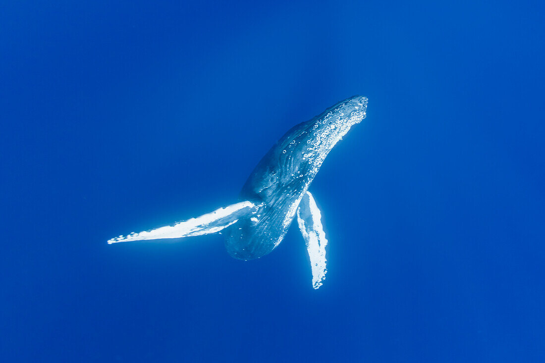 Underwater Photo, Humpback Whale (Megaptera novaeangliae) rising from the deep blue, Maui, Hawaii