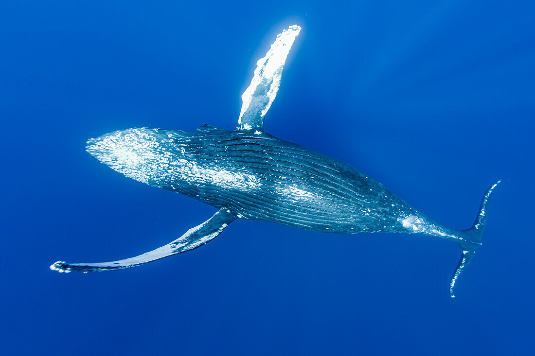 Underwater Photo, Humpback Whale (Megaptera novaeangliae) rising from the deep blue, Maui, Hawaii