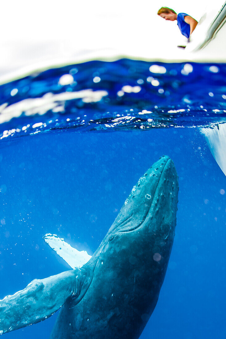 Underwater Photo, Swimming Humpback Whale (Megaptera novaeangliae) approaching a boat, Maui, Hawaii