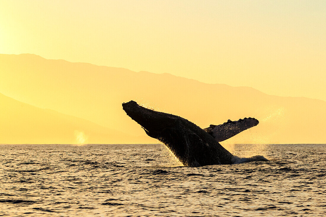 Breaching Humpback Whale (Megaptera novaeangliae) at sunrise, Maui, Hawaii