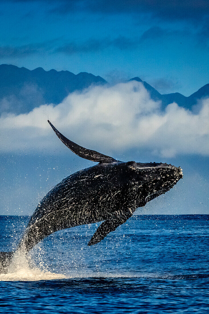 Humpback Whales (Megaptera novaeangliae), Maui, Hawaii