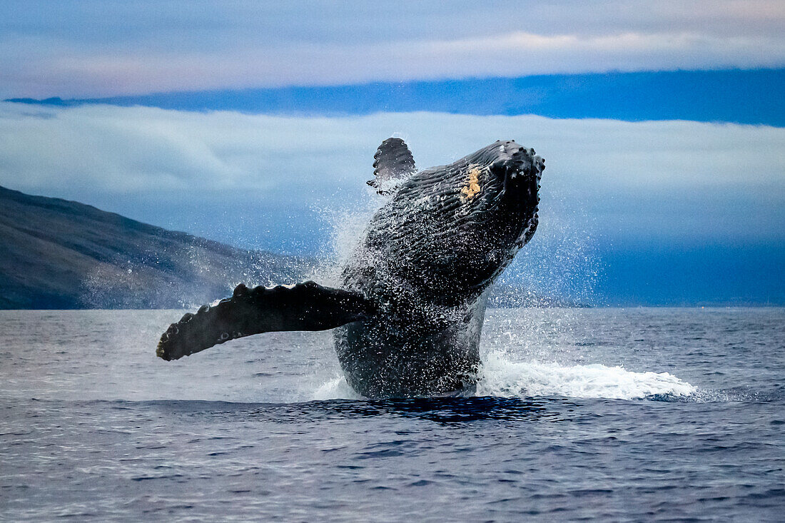Breaching Humpback Whale (Megaptera novaeangliae), Maui, Hawaii(Megaptera novaeangliae), Maui, Hawaii