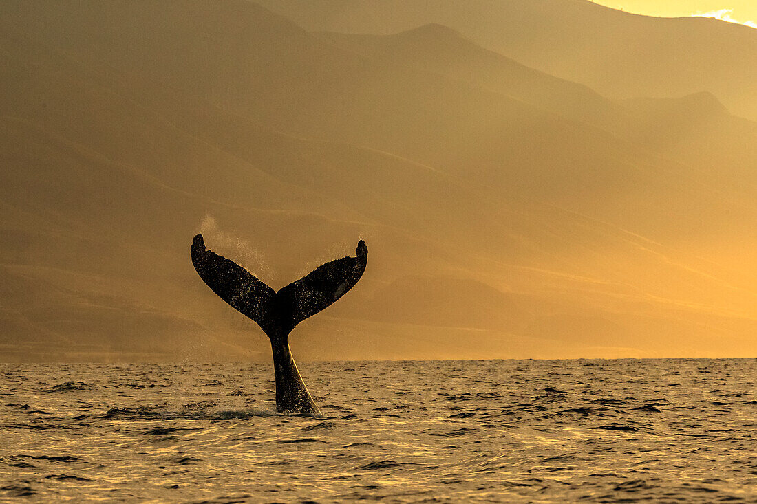 Whale tale, Humpback Whale (Megaptera novaeangliae) lifts its fluke at sunrise, Maui, Hawaii