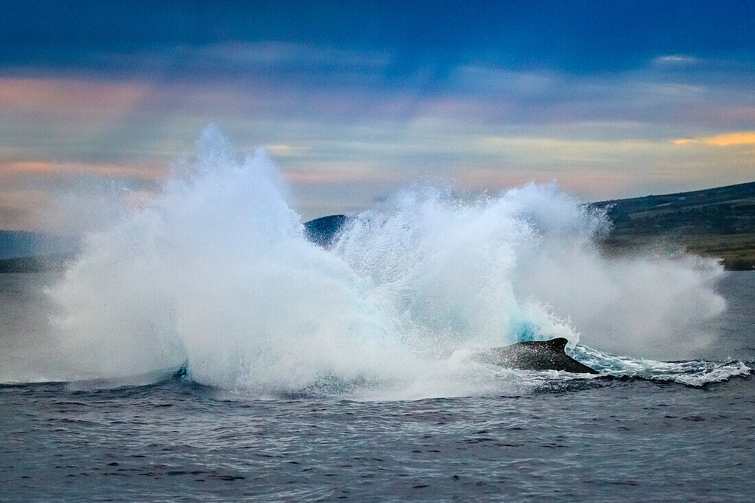 Big splash, Breaching Humpback Whale (Megaptera novaeangliae), Maui, Hawaii