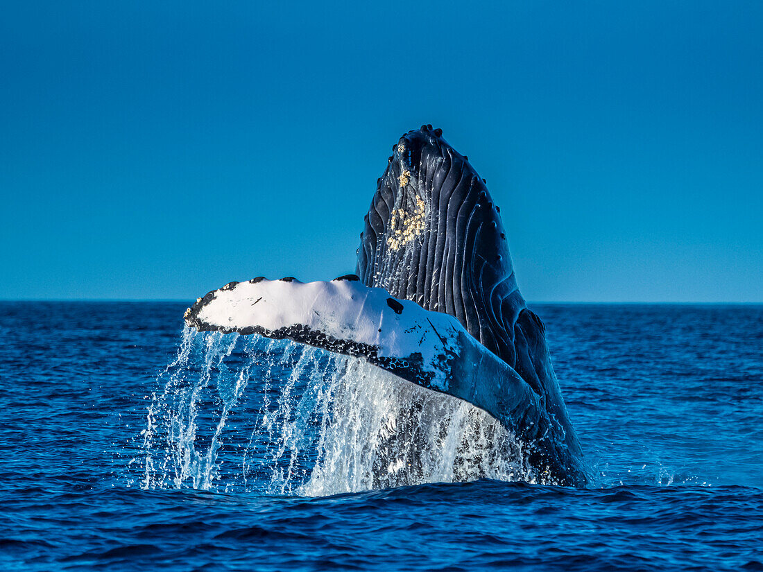 Breaching Humpback Whale (Megaptera novaeangliae), Maui, Hawaii