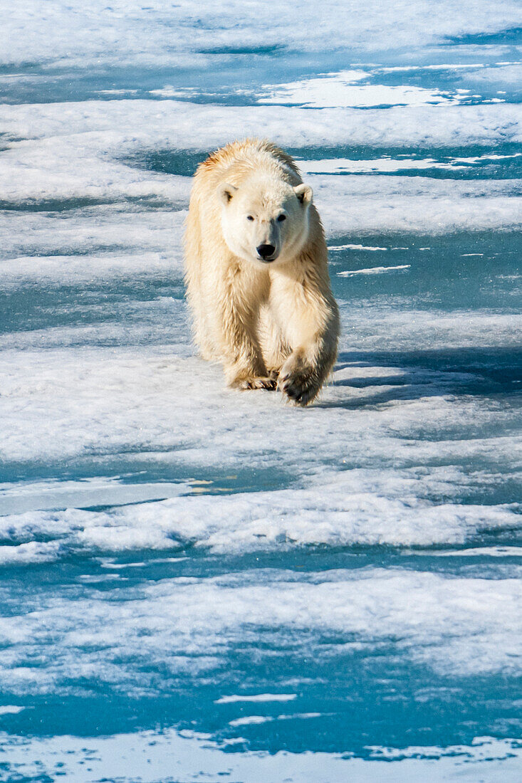 Polar bear walking on pack ice, Horsund Fjord, Svalbard, Norway