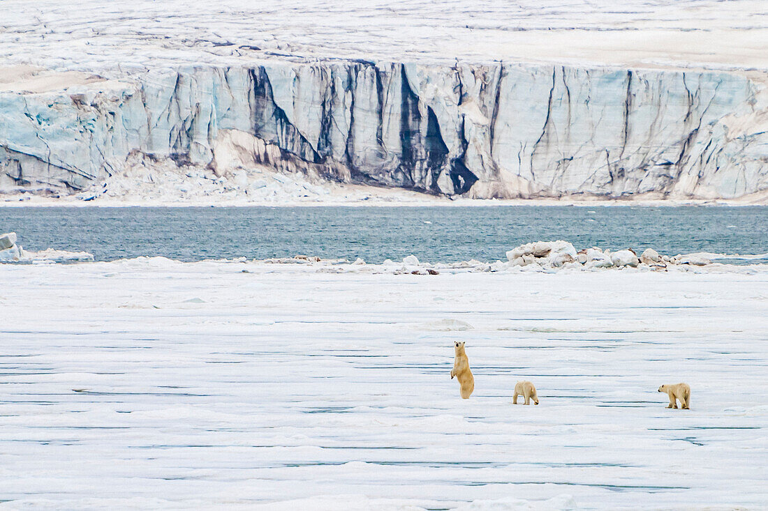 Mutter und Welpen wandern über das Packeis, Bärensund, Spitzbergen, Svalbard, Norwegen