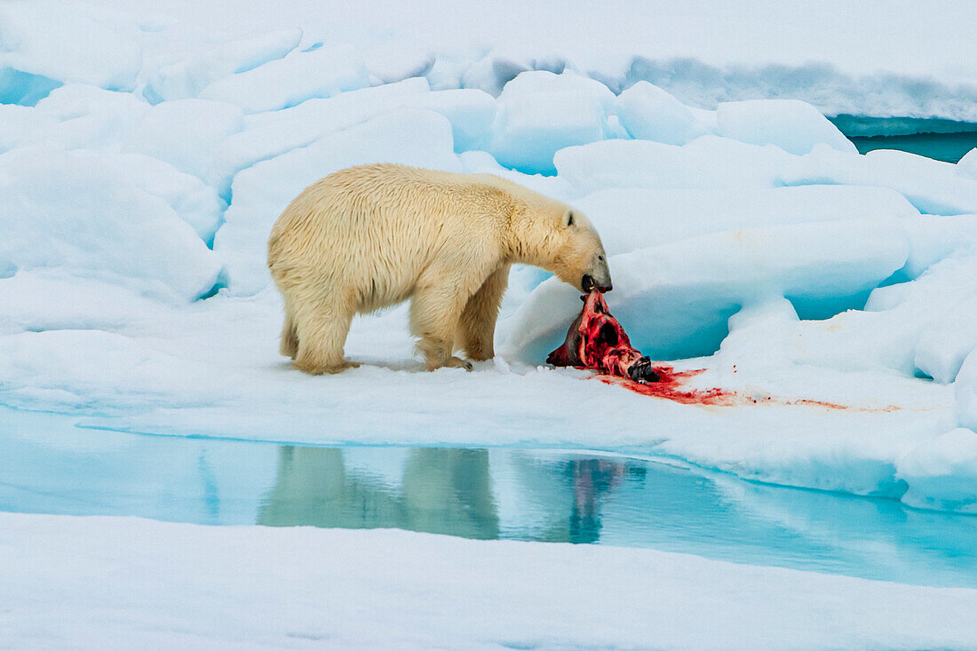 Polar bear (Ursus maritimus) with ringed seal (Pusa hispida) kill as ivory gulls (Pagophila eburnea) watch and wait, Svalbard, Norway