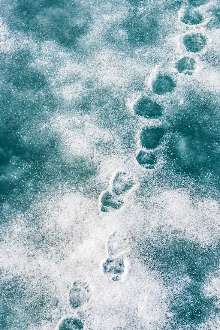 Polar bear tracks on pack ice, Svalbard, Norway