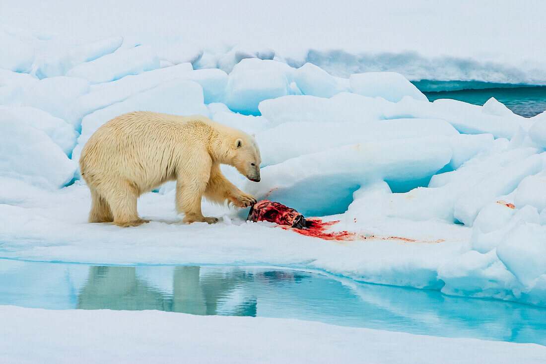 Eisbär (Ursus maritimus) mit Ringelrobbe (Pusa hispida) tötet, während Elfenbeinmöwen (Pagophila eburnea) zusehen und warten, Svalbard, Norwegen